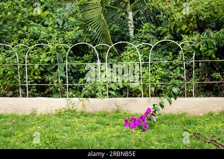 Great Bougainvillea Branch (Bougainvillea spectabilis) eine Art südamerikanischer Blumenpflanze durch einen weißen Zaun in einem Garten Stockfoto