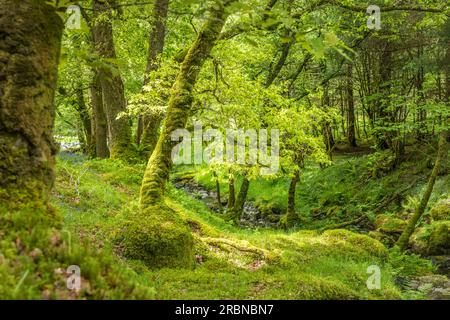 Waldbach am Loch Chon in Loch Lomond und Trossachs National Park, Stirling, Schottland, Großbritannien Stockfoto