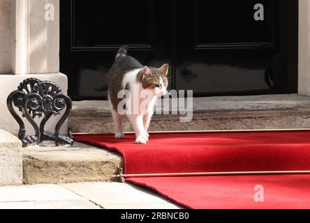 London, Vereinigtes Königreich, 10. Juli 2023. Larry, der Bewohner und viel fotografierte Kater in der Downing Street Nr. 10, genießt den roten Teppich, der für die bevorstehende Ankunft von US-Präsident Joe Biden ausgelegt wurde, bevor er von einem Polizisten zu seiner Überraschung und den Buos der Fotografen unzeremoniell entfernt wurde! Kredit : Monica Wells/Alamy Live News Stockfoto