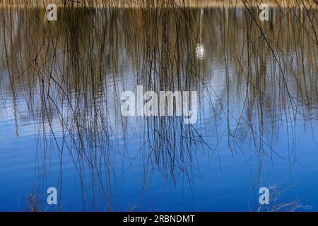 Eine natürliche Abstraktion hängender Weidenzweige mit einem Teich im Hintergrund. Ich habe dies im Nathanael Greene Park / Close Memorial Park in Ssprin gemacht Stockfoto