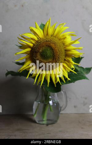 Ein ruhiges Leben mit einer hellgelben Sonnenblume in einer Glaskanne auf einem Holztisch mit hellgrauem Hintergrund Stockfoto