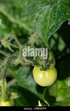 Tomatenpflanze mit grüner, unreifer Kirschtomate. Stockfoto