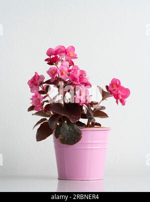 Pint Blütenwachs Begonia in einem rosa Metallblumentopf. Stockfoto