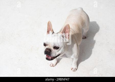 Porträt eines weißen französischen Bulldoggen Stockfoto