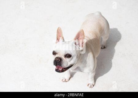 Porträt eines weißen französischen Bulldoggen Stockfoto