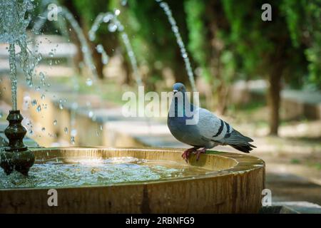 Tauben erfrischend, Garten des Königsgartens, Palma, Mallorca, Balearen, Spanien. Stockfoto