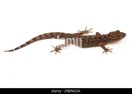 Der marmorierte Gecko mit Bogenfingern oder Javanergeckte Gecko-Eidechse cyrtodactylus marmoratus, isoliert auf weißem Hintergrund Stockfoto