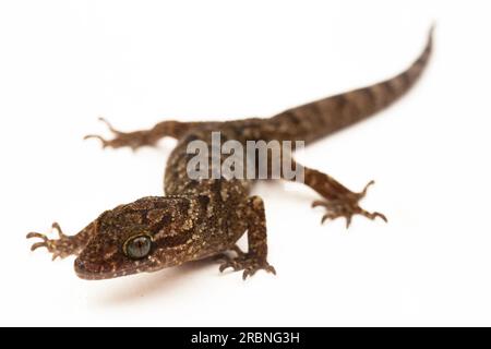 Der marmorierte Gecko mit Bogenfingern oder Javanergeckte Gecko-Eidechse cyrtodactylus marmoratus, isoliert auf weißem Hintergrund Stockfoto