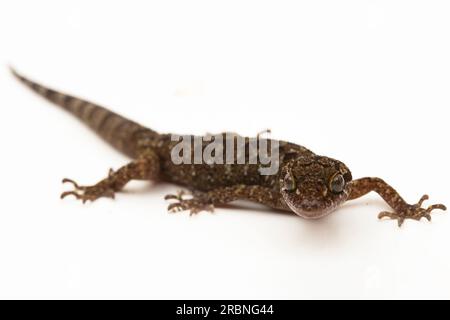 Der marmorierte Gecko mit Bogenfingern oder Javanergeckte Gecko-Eidechse cyrtodactylus marmoratus, isoliert auf weißem Hintergrund Stockfoto