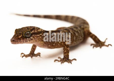 Der marmorierte Gecko mit Bogenfingern oder Javanergeckte Gecko-Eidechse cyrtodactylus marmoratus, isoliert auf weißem Hintergrund Stockfoto