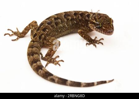 Der marmorierte Gecko mit Bogenfingern oder Javanergeckte Gecko-Eidechse cyrtodactylus marmoratus, isoliert auf weißem Hintergrund Stockfoto