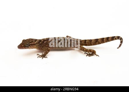 Der marmorierte Gecko mit Bogenfingern oder Javanergeckte Gecko-Eidechse cyrtodactylus marmoratus, isoliert auf weißem Hintergrund Stockfoto