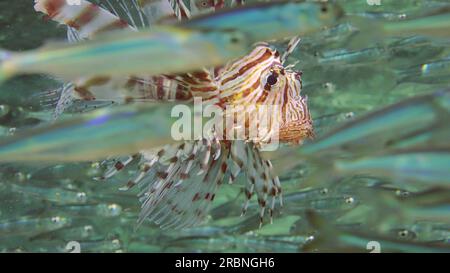 Nahaufnahme von gemeinen Lionfischen oder roten Lionfischen (Pterois Volitans), die in einer großen Schule von Hardyhead Silverside Fischen auf Sonnenstrahlen schwimmen, rotes Meer Stockfoto