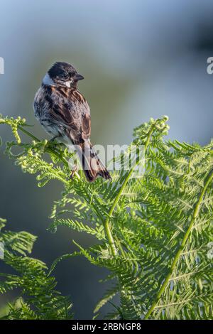 Männlicher Reed Bunting auf einem Farn, der in der Morgensonne singt Stockfoto