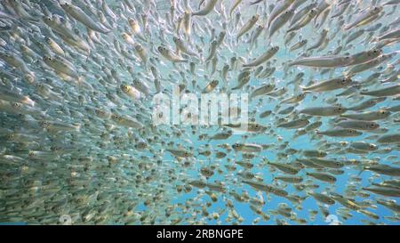 Große Schwärme von kleinen bunten Fischen Hardyhead Silverside schwimmt mit der Kamera in blauem Wasser an hellen sonnigen Tagen im Sonnenschein, rotes Meer, Ägypten Stockfoto