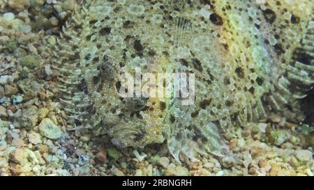 Porträt von Leopardenflunder oder Pantherflunder (Bothus pantherinus) liegt auf sandigem Grund bei hellem Sonnenlicht, Rotes Meer, Ägypten Stockfoto