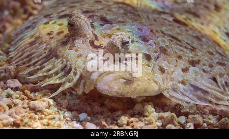 Porträt von Leopardenflunder oder Pantherflunder (Bothus pantherinus) liegt auf sandigem Grund bei hellem Sonnenlicht, Rotes Meer, Ägypten Stockfoto