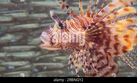 Nahaufnahme von gemeinen Lionfischen oder roten Lionfischen (Pterois Volitans) mit offenem Maul schwimmen und jagen in einer großen Schule von Hardyhead Silverside Fischen in der Sonne Stockfoto