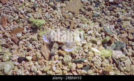 Gemeiner Ozean, kleiner Drachenfisch oder kurzer Drachenfisch (Eurypegasus draconis), der an einem sonnigen Tag auf sandigem Felsen in den Sonnenbalken spaziert, Draufsicht, rotes Meer Stockfoto
