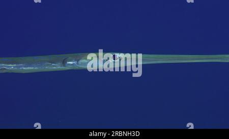 Nahaufnahmen von Bluespotted Cornetfish oder Smooth Flutemouth (Fistularia commersonii) Schwimmen auf blauem Wasserhintergrund am Abend in der Sonnenuntergangssonne Stockfoto