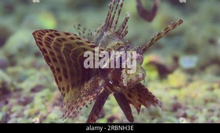 Zebrafische schwimmen über sandig-felsigem Grund in hellem Sonnenlicht. Zebralionfisch, Rotmeerzwerg Lionfisch oder Zebratürkis (Dendrochirus zebra, Dendro Stockfoto