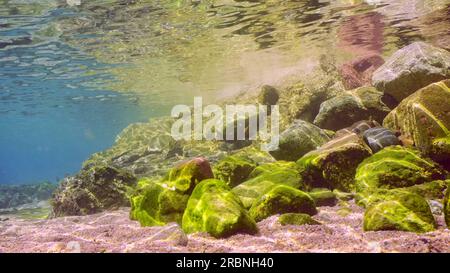 Eine große Schule von Hardyhead Silverside-Fischen schwimmt im Küstengebiet über großen Kopfsteinpflastersteinen bedeckt mit grünen Algen in hellem Sonnenlicht, rotes Meer, Egy Stockfoto