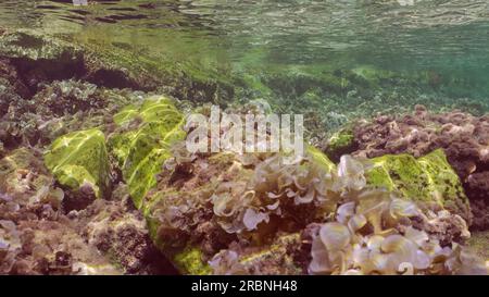 Unterwasser-Meereslandschaft, felsiger Meeresboden bedeckt mit braunen Laubblättern-Algen (Padina boergesenii) in flachem Wasser an sonnigen Tagen in hellen Sonnenstrahlen, Re Stockfoto