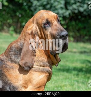 bloodhound Kopf und Schultern Stockfoto