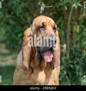 bloodhound Kopf und Schultern Stockfoto