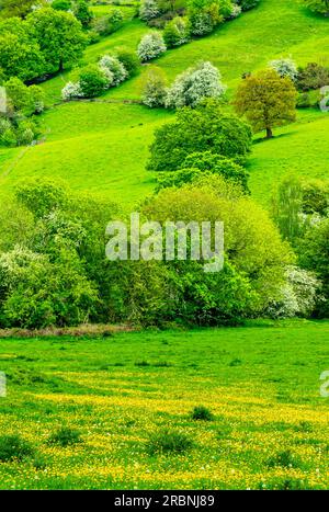 Blick über Felder in Richtung Starkholmes Dorf von Matlock Bath im Derbyshire Dales Peak District England mit Bäumen in Frühlingsfarben. Stockfoto