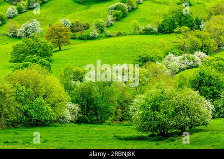 Blick über Felder in Richtung Starkholmes Dorf von Matlock Bath im Derbyshire Dales Peak District England mit Bäumen in Frühlingsfarben. Stockfoto