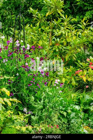 Gartengrenzen - die süße Erbse, Lathyrus odoratus, ist eine blühende Pflanze der Gattung Lathyrus in der Familie Fabaceae (Hülsenfrüchte), die in Südeuropa heimisch ist. Stockfoto