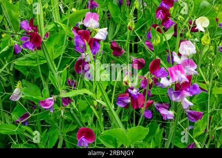 Die Süßerbse, Lathyrus odoratus, ist eine blühende Pflanze der Gattung Lathyrus in der Familie Fabaceae (Hülsenfrüchte), die in Südeuropa heimisch ist. Stockfoto