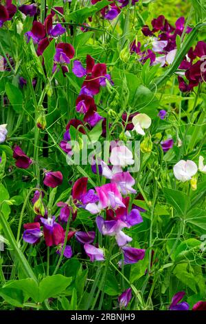 Die Süßerbse, Lathyrus odoratus, ist eine blühende Pflanze der Gattung Lathyrus in der Familie Fabaceae (Hülsenfrüchte), die in Südeuropa heimisch ist. Stockfoto