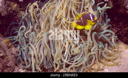 Rotes Meer, Ägypten. 3. Juli 2023. Nahaufnahme von Rotmeerkatzen (Amphiprion bicinctus) mit Babys von Threespot dascyllus (Dascyllus trimaculatus) schwimmt in sebae Anemone (Heteractis crispa) im Sonnenlicht, Rotes Meer, Ägypten (Kreditbild: © Andrey Nekrasov/ZUMA Press Wire) NUR REDAKTIONELLE VERWENDUNG! Nicht für den kommerziellen GEBRAUCH! Stockfoto