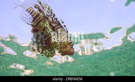 Rotes Meer, Ägypten. 3. Juli 2023. Gemeiner Löwenfisch oder Roter Löwe (Pterois Volitans), der an sonnigen Tagen unter blauen Wellen schwimmt, Blick von unten, Rotes Meer, Ägypten (Kreditbild: © Andrey Nekrasov/ZUMA Press Wire), NUR REDAKTIONELLE VERWENDUNG! Nicht für den kommerziellen GEBRAUCH! Stockfoto