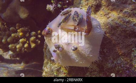 Rotes Meer, Ägypten. 3. Juli 2023. White Collector urchin oder toxischer Seeigel (Tripneustes gratilla elatensis) am Riff in heller Sonne, Rotes Meer, Ägypten (Kreditbild: © Andrey Nekrasov/ZUMA Press Wire) NUR REDAKTIONELLE VERWENDUNG! Nicht für den kommerziellen GEBRAUCH! Stockfoto