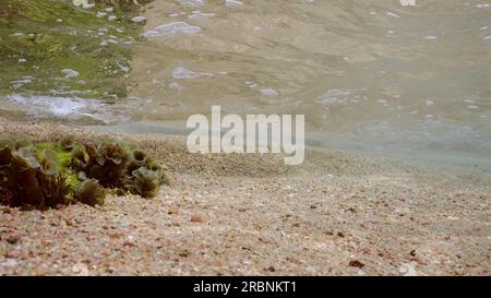 Rotes Meer, Ägypten. 3. Juli 2023. Unterwasserwellen am Sandstrand an einem hellen, sonnigen Tag mit Sonnenbalken. Meersurfen im Küstenbereich auf sandigem Grund. Unterwasser-Vegetation der kleinen Welle geht hinaus zum Sandstrand auf flachem Wasser, Rotes Meer, Ägypten (Kreditbild: © Andrey Nekrasov/ZUMA Press Wire) NUR REDAKTIONELLE VERWENDUNG! Nicht für den kommerziellen GEBRAUCH! Stockfoto