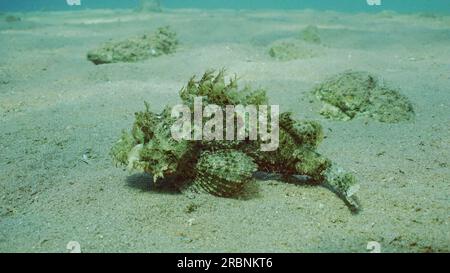 Rotes Meer, Ägypten. 3. Juli 2023. Nahaufnahme des Bärtigen Skorpionfisches (Scorpaenopsis barbata) läuft auf Flossen auf sandigem Grund, rotes Meer, Ägypten (Kreditbild: © Andrey Nekrasov/ZUMA Press Wire) NUR REDAKTIONELLE VERWENDUNG! Nicht für den kommerziellen GEBRAUCH! Stockfoto