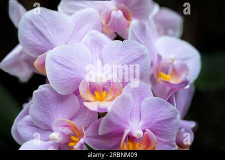 Eine blassrosa Phalaenopsis Hybrid Orchidee in voller Blüte. Stockfoto