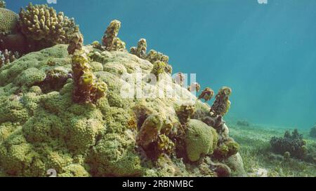 Rotes Meer, Ägypten. 3. Juli 2023. Meerbraunalge Spiny Leaf Seaweed (Turbinaria) wächst auf Hartkorallen. Unterwasserwelt, Rotes Meer, Ägypten (Kreditbild: © Andrey Nekrasov/ZUMA Press Wire) NUR REDAKTIONELLE VERWENDUNG! Nicht für den kommerziellen GEBRAUCH! Stockfoto