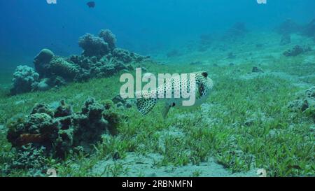 Rotes Meer, Ägypten. 3. Juli 2023. Blackspotted Puffer oder Star Blaasop (Arothron stellatus) schwimmt über sandigen Boden bedeckt mit grünem Seegras an sonnigen Tagen, Rotes Meer, Ägypten (Kreditbild: © Andrey Nekrasov/ZUMA Press Wire) REDAKTIONELLER GEBRAUCH! Nicht für den kommerziellen GEBRAUCH! Stockfoto