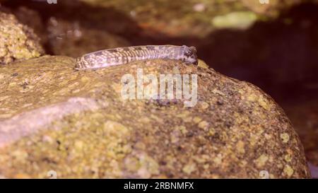 Rotes Meer, Ägypten. 3. Juli 2023. Pallid Rock Skipper (Istiblennius unicolor) springt auf Stein über die Wasseroberfläche in der Küstenzone, Rotes Meer, Ägypten (Kreditbild: © Andrey Nekrasov/ZUMA Press Wire) NUR REDAKTIONELLE VERWENDUNG! Nicht für den kommerziellen GEBRAUCH! Stockfoto