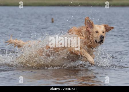 Golden Retriever läuft im Wasser Stockfoto