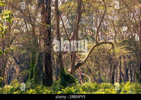 Gelbbbellige Akazienbäume, die in den Savannen-Graslandschaften von Soysambu Conservancy in Naivasha, Kenia, wachsen Stockfoto
