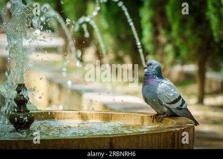 Tauben erfrischend, Garten des Königsgartens, Palma, Mallorca, Balearen, Spanien. Stockfoto