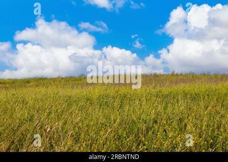 Ruhige Frühlingslandschaft mit einem malerischen Hügel, geschmückt mit Wildblumen. Stockfoto