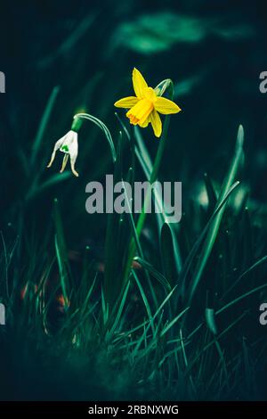 Nahaufnahme der Miniatur-Narzissen (Narcissus „Tête-a-Tête“) neben dem welkenden Schneefall (Galanthus nivalis) im Garten Stockfoto