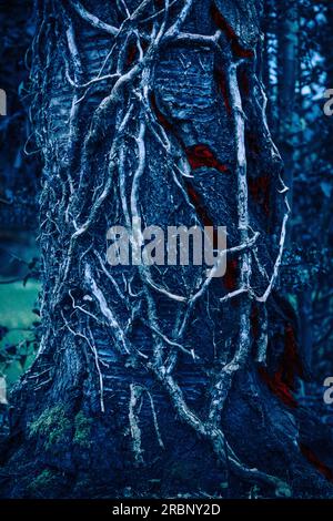 Alter Baum mit gebrochener Rinde und rotem Licht darunter und Pflanzen Äste, die sich am Stamm festklammern Stockfoto