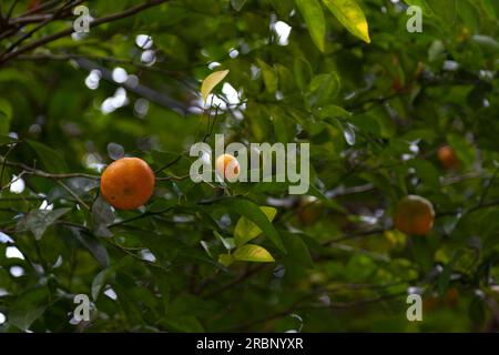 Die Mandarinenorange (Citrus reticulata), auch als Mandarine oder Mandarine bekannt, ist ein kleiner Zitrusbaum mit Früchten, die anderen Orangen ähneln. Stockfoto